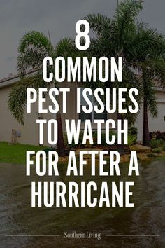 After a hurricane or tropical storm moves through, homeowners should be aware of these eight possible pest issues. And while it’s upsetting if you do discover an infestation—on top of everything else you may have had to cope with after a storm—you can get control of them. #cleaning #pests #hurricane #pestissues #pestcontrol