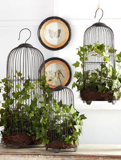 three birdcages with plants in them hanging from the side of a white wall