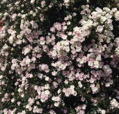 pink and white flowers are blooming in the garden