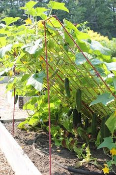 an outdoor garden with many plants growing in it