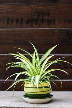 a green and yellow striped potted plant sitting on top of a wooden table next to a wall