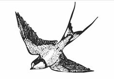 an ink drawing of a bird flying in the air with its wings spread out, vintage line drawing or engraving illustration