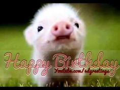 an adorable little pig sitting in the grass with a happy birthday message on it's face