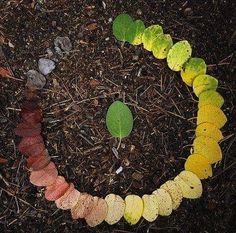 a circle made out of leaves on the ground with one green leaf in the middle