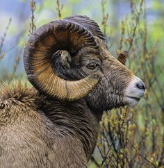 a ram with large horns standing in tall grass