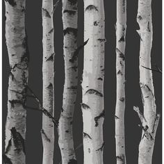 black and white photograph of birch trees