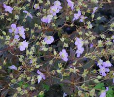 small purple flowers with green leaves in the foreground and on the right side of the frame