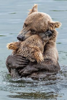 two brown bears are hugging in the water