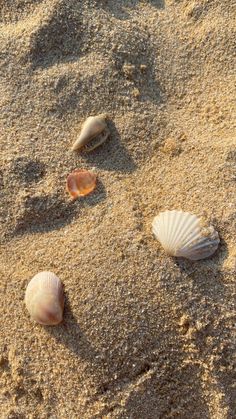 three seashells are on the sand and one shell is in the sand,