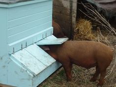 two pigs are eating hay out of the trough