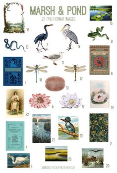 an illustrated poster with different types of birds