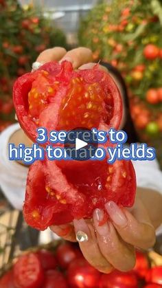 someone holding up some tomatoes in their hand with the words 3 secrets to high tomato yield