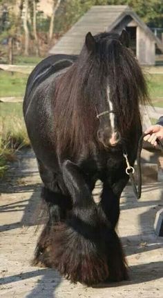 a man kneeling down next to a black horse with long hair on it's face