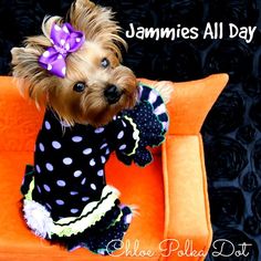 a small dog sitting on top of an orange couch wearing a polka dot dress and purple bow