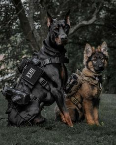 two dogs are sitting in the grass with their harnesses on and one is wearing a vest