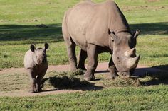 two rhinos are walking in the grass together