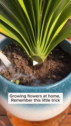 there is a potted plant with some dirt in it and the words growing flowers at home, remember this little trick