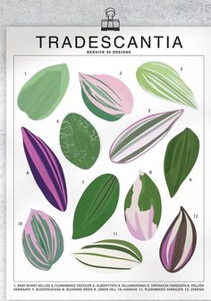 a poster with different types of leaves on it