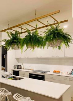 some plants hanging from the ceiling in a kitchen