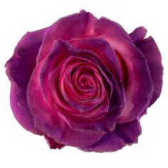 a purple rose is shown on a white background