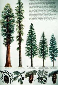 the different types of pine trees are depicted in this poster, which shows how they have grown