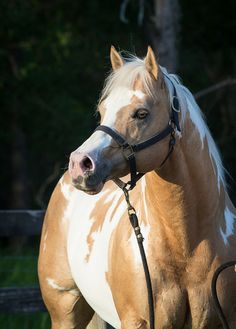 a brown and white horse standing on top of a lush green field