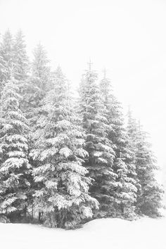 black and white photograph of snow covered pine trees in the winter with one person on skis