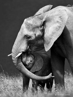 an adult elephant standing next to a baby elephant on top of a grass covered field