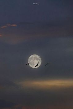 two birds flying in front of a full moon with the sky darkened behind them and some clouds