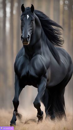 a black horse is running in the grass