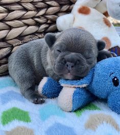 a small dog laying next to a stuffed animal on a blanket in front of a basket