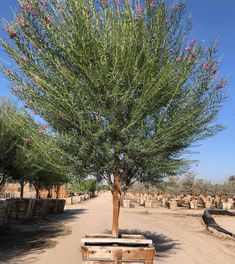 Desert Willow - Chilopsis linearis ‘Burgundy’ - Pulled Nursery Chilopsis Linearis, Desert Backyard, Desert Trees, Backyard Trees, Backyard Dreams, Identify Plant, Arizona Landscape