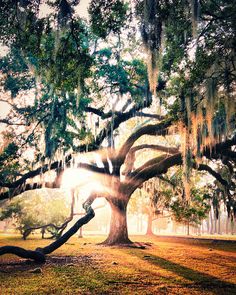 a large tree with moss hanging from it's branches in the sunbeams