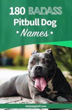 Top 180 Pitbull Dog NamesFrom Male to FemaleBadass to Cute via @dailydogstuff Male Pitbull Names, Female Dog Names List, Female Pitbull Names, Pitbull Puppy Names, Pitbull Dog Names, Female Pitbull