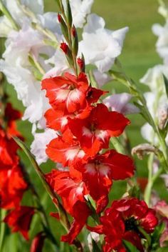 some red and white flowers are in the grass