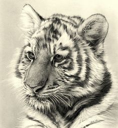 a black and white drawing of a tiger