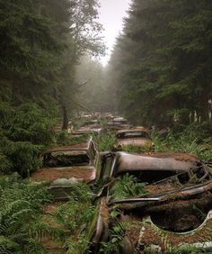 a forest filled with lots of trees covered in raindrops and fallen down logs