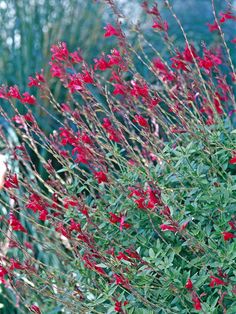 a bush with red flowers in the foreground and green foliage on the other side