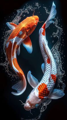 two orange and white koi fish swimming in the water with bubbles on it's sides