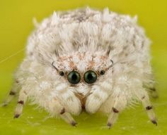 a close up of a white spider on a green surface with black eyes and long legs