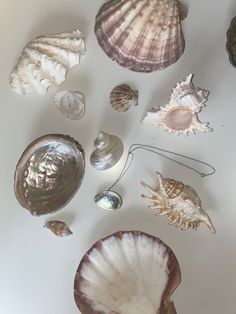 several seashells are arranged on a white surface