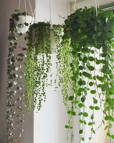 three hanging planters filled with green plants next to a window