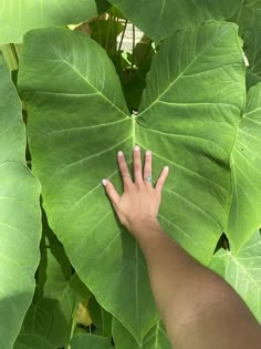 a person's hand on top of a large leafy plant with green leaves