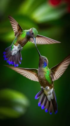 two hummingbirds flying next to each other in the air