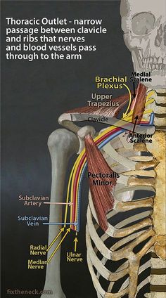 Overcoming Chronic Neck Pain: Postural Causes and A Unique Exercise Fix Bolesti Chrbta, Muscle Anatomy, Medical Anatomy, Hand Therapy, Body Anatomy, Massage Techniques, Anatomy And Physiology, Shoulder Pain, Reflexology