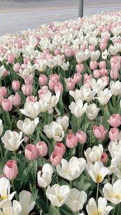 a field full of white and pink tulips