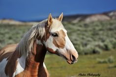 a brown and white horse standing on top of a lush green field with mountains in the background