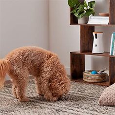 a brown dog standing on top of a rug next to a book shelf filled with books