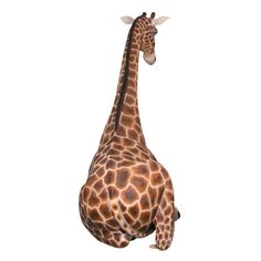 a large giraffe standing up against a white background