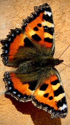 an orange and black butterfly sitting on top of a wall